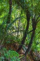 Palm trees in natural tropical jungle forest Ilha Grande Brazil. photo