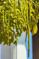 Indian Cassia tree Golden shower tree detail with seed pods. photo