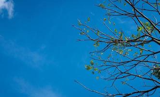 Branches of trees with fallen leaves and a few new leaves. The background is a bright blue sky with white clouds on a clear day. photo