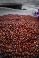 Indian Beans mung dal closeup. photo