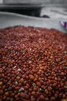 Indian Beans mung dal closeup. photo