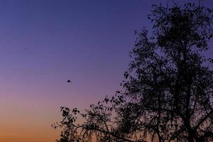 vista del atardecer o del amanecer detrás de la hoja verde foto