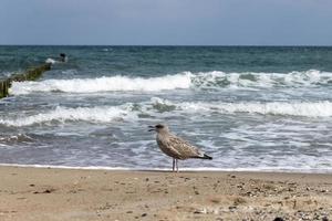 Brown Herring Gull stands screaming on the sandy beach of the Baltic Sea photo