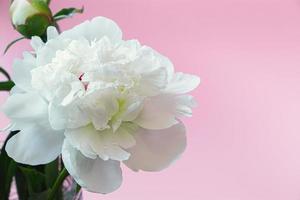 flor de peonía blanca sobre fondo rosa. primer plano de delicados pétalos con gotas de rocío. foto