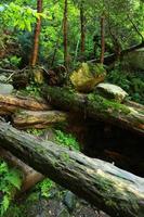 The moss covered rocks and fallen trees an ancient woodland. fallen trees in the woods covered with moss photo