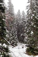 landscape snow trees dense forest in winter. Morske Oko, Poland photo