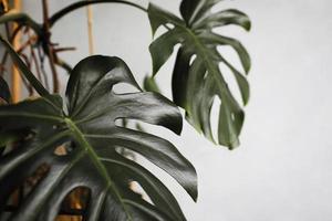 Big green leaf for flower arrangement. Monstera leaf. Popular choice of florist using exotic jungle plant leaf. green leaves. selective focus. photo