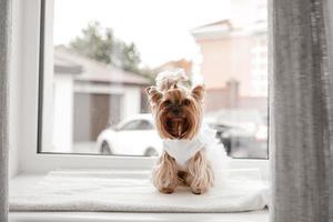 yorkshire terrier in white dress. cute dog dressed up for wedding bride sitting on a white window background. photo