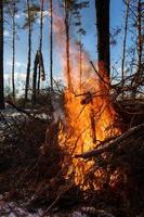 grandes hogueras o fogatas ardiendo en el bosque de invierno en un día soleado. fuego en la naturaleza. foto