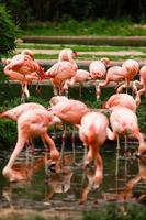 una bandada de flamencos rosas y reflejo en el agua. enfoque selectivo foto