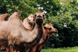 Heads of two camels in the Gobi desert in Mongolia. Close up nose, mouth and eyes of big brown camel heads. photo