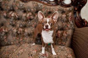 selective focus of cute dog on stylish couch in apartment. The background is classic sofa. photo