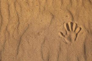 handprint on the sand. close up of one handprint in the sand, sea on the beach. copy space photo