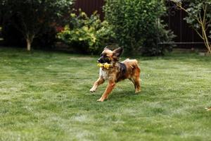 Playful and sportive young dog run at summer park field with toy in mouth. Long funny ears flap around head of cute and active doggy photo