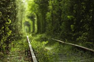 Magic Tunnel of Love, green trees and the railroad, in Ukraine. Focus on the foreground, background is defocused photo