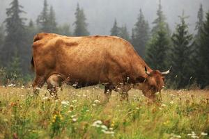 A red cow grazes in a summer meadow with mountains in the background. year of the bull. rural farm in the mountains. cattle grazing. photo