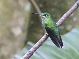 colibrí verde croned brillante 9 foto