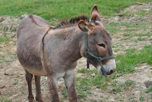 Asno o burro domesticado - animalia cordata mammalia perissod foto