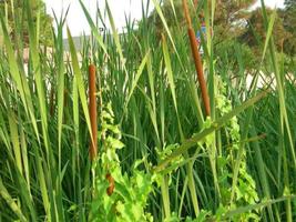 detalle de las plantas de agua bullrush foto