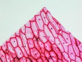 micrografía de epidermus de cebolla foto