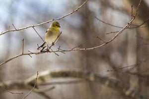 Goldfinch Perches on Twig photo