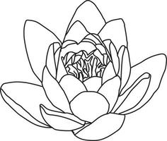 lily flower coloring page for kids vector