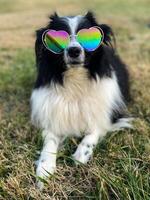 mini pastor australiano con gafas de sol de corazón de arco iris foto
