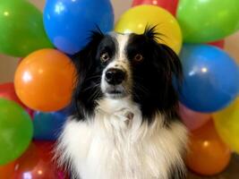 Australian Shepherd With Balloons In Background photo