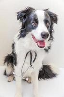 cachorro border collie y estetoscopio aislado sobre fondo blanco. perrito en la recepción del médico veterinario en la clínica veterinaria. cuidado de la salud de las mascotas y el concepto de animales. foto