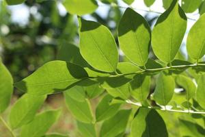 Close up photo of the leaves for detail and their follicles with a bokeh effect on a sunny morning