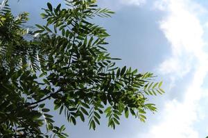 A tree with dense leaves and a bright blue sky seen from below or a low angle. Perspective