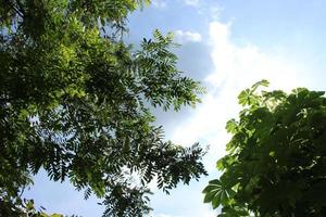 A tree with dense leaves and a bright blue sky seen from below or a low angle. Perspective