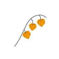 Physalis branch. Orange flower. Ornamental plant. vector