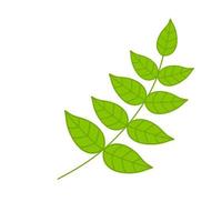 Branch with green leaves. Plant and part of tree. Symbol of freshness vector