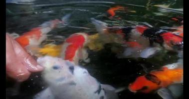 footage goldfish and koi video