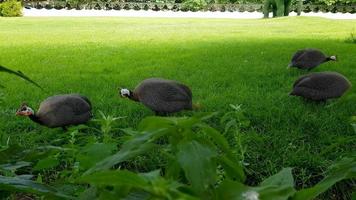 Helmeted guineafowl or guineafowl bird walking at the lawn in a public park. photo