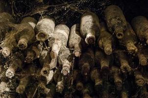 lot of old wine bottles in the spiderweb in the wine cellars closeup photo