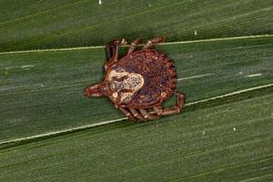 Female Adult Cayenne Tick photo