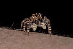 araña saltadora femenina foto