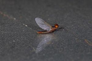 Adult Male Prong-gilled Mayfly photo