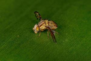Adult Fruit Fly photo