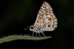 Adult Orcus Checkered-Skipper Moth Insect photo