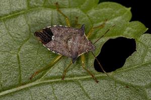 Adult Predatory Stink Bug photo