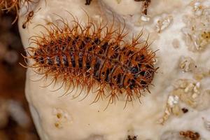 Pleasing Fungus Beetle Larvae photo