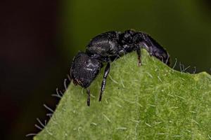 Adult Black Queen Turtle Ant photo