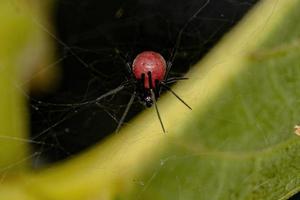 Small Araneoid Spider photo