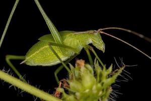 saltamontes faneropterina adulto foto