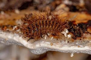 Pleasing Fungus Beetle Larvae photo