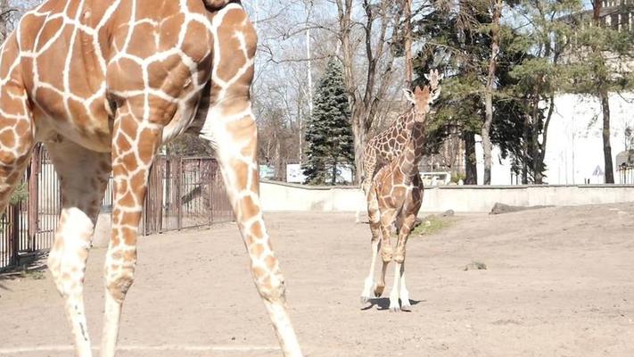 動物園影片