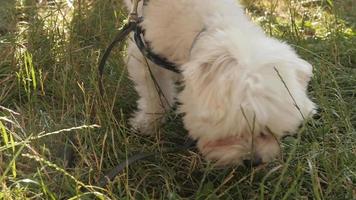 liten vit hund som leker på gräset - picknick i parken video